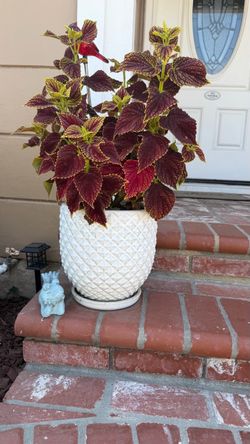 Coleus plant