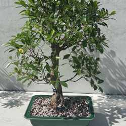 Bonsai Tree