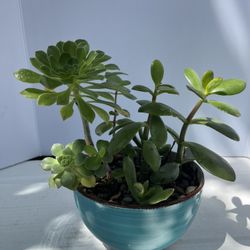 Jade, Rosetta And Others Plant Mix Arrangement