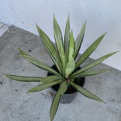 American Agave