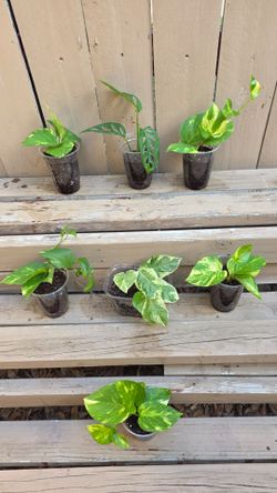 Pothos and Swiss cheese  ivys