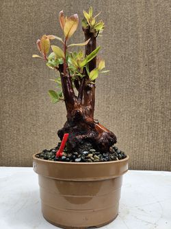 Old Marina Strawberry Bonsai Tree for Sale in Midway City, CA - OfferUp