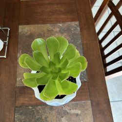 Plants for Sale 