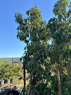 avocado tree ( huge )