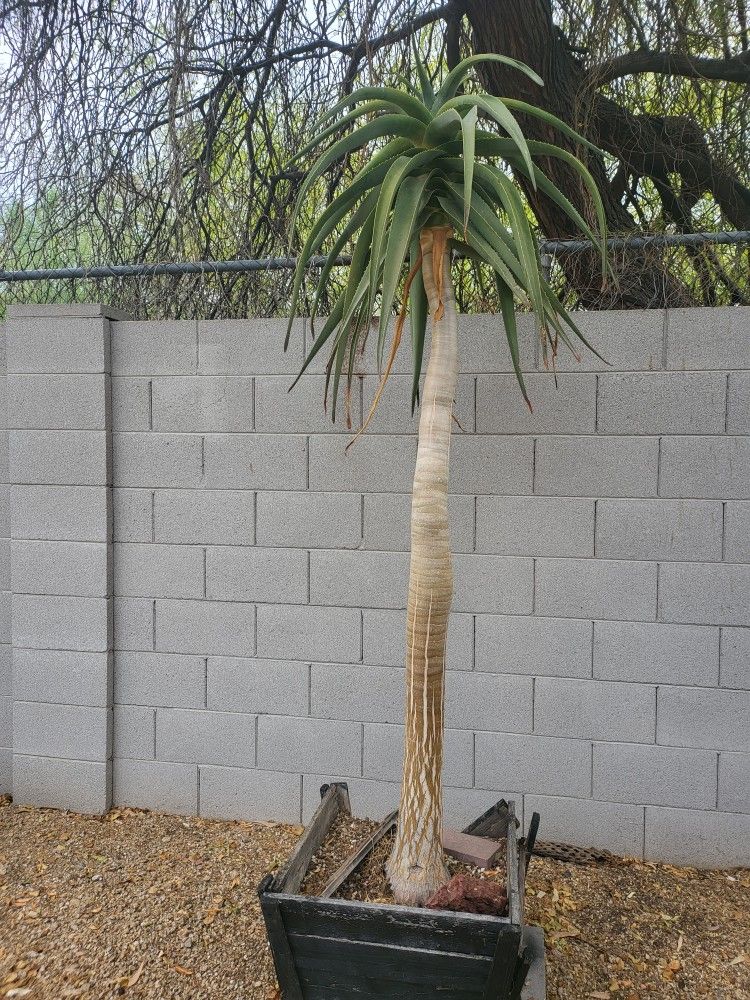 Hercules Agave (7-feet Tall)