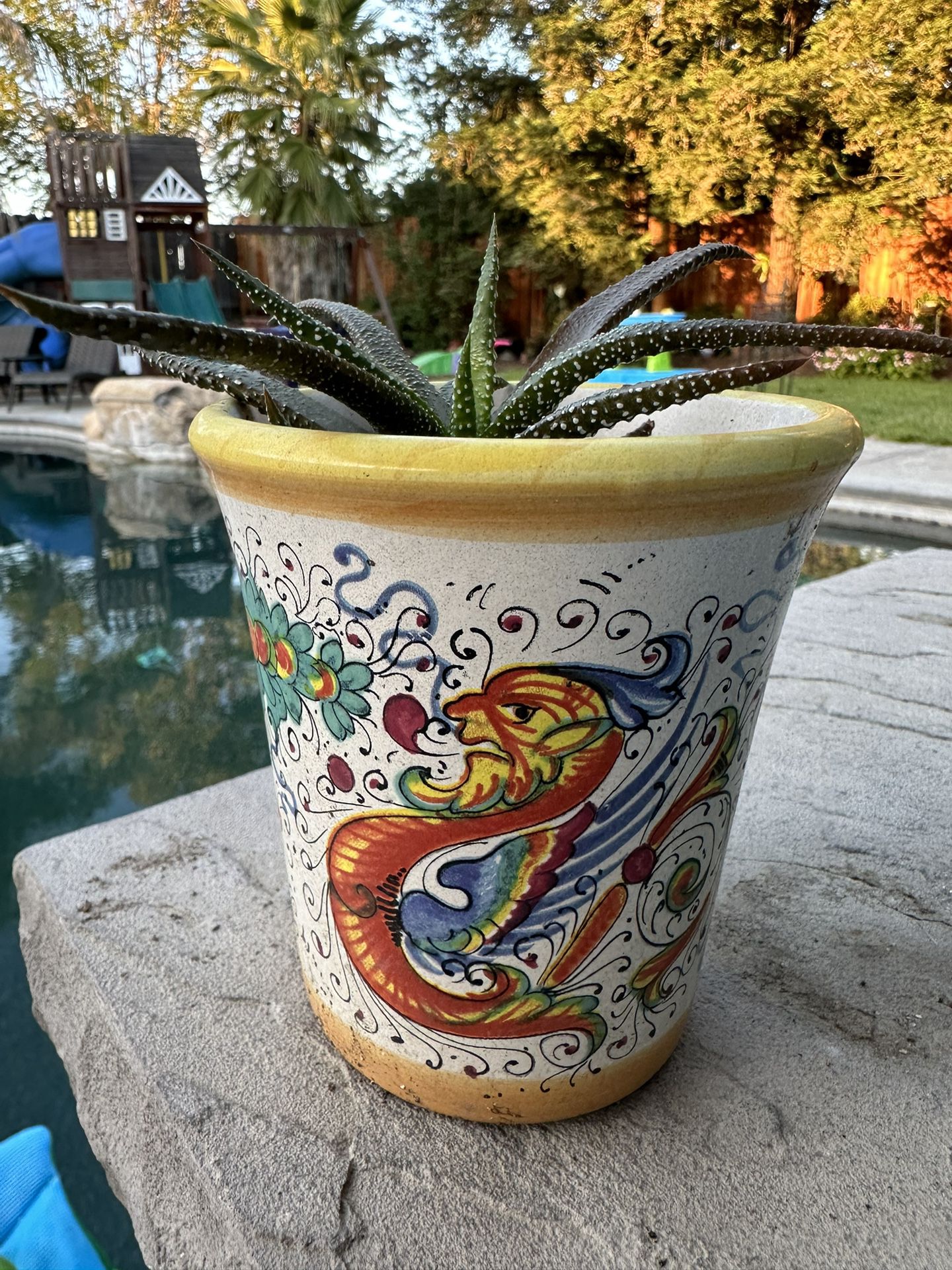 Succulent Plant In Pot 4.5” High