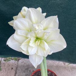 Amaryllis Blooming Big White Double Flowers Plant , In 8 Inch Pot Pick Up Only
