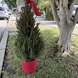 Free potted Pine Tree Live Christmas Tree
