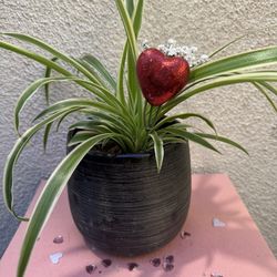 Valentines Gift Spider Plant