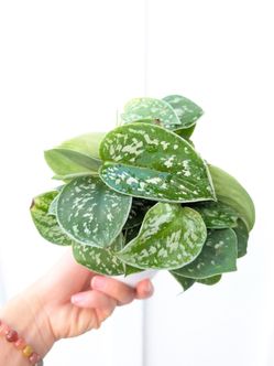 Scindapsus Pictus Argyraeus Silver Satin Pothos Plant 4" Pot - Indoor House Plants