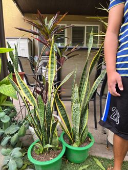 Tall snake plants