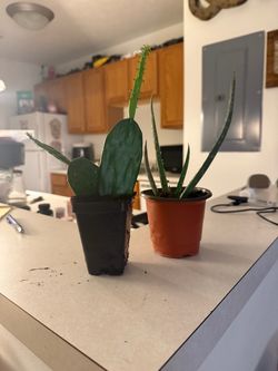 Aloe and Cactus Seedlings