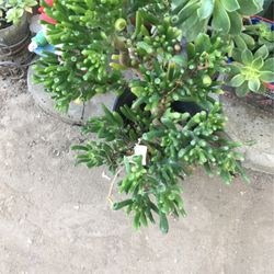 Jade Plants