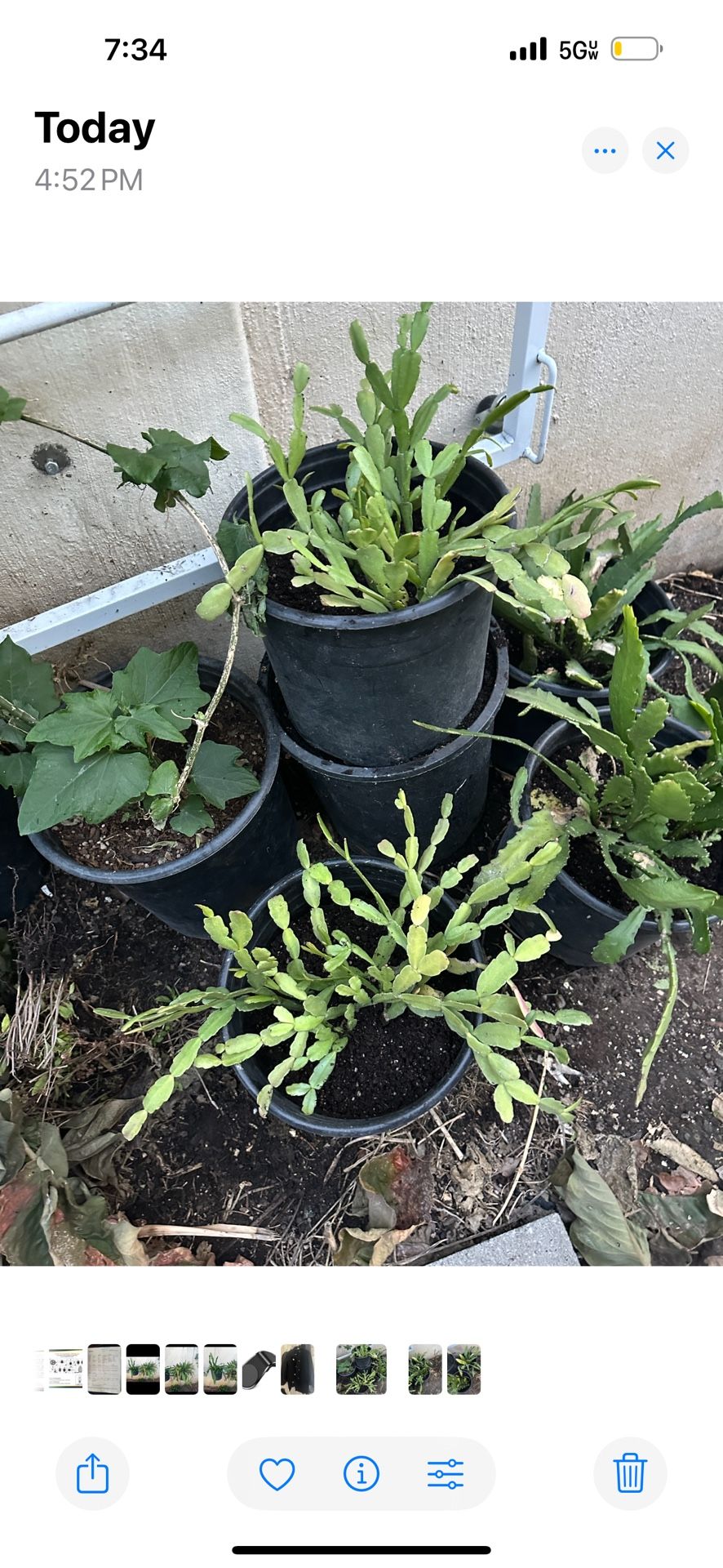 Christmas Cactus Flower Plant In 3 Gallon Pot