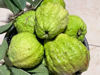 Guava tree