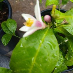 Grafted Dwarf Meyer Lemon Trees 😃🌿🌿🌿🍋🍋🍋