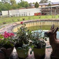 Se Venden Plantas 