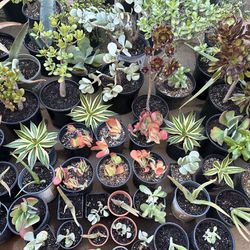 Mother’s Day Succulents and Cactus Sale!! 