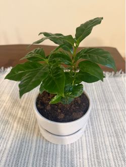 Indoor plant
