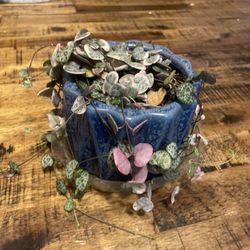 Plant Of Hearts