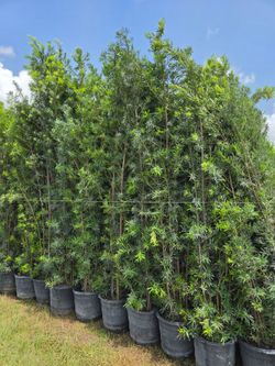 podocarpus About 9  feet tall Instant Privacy Hedge For Fence Green Full minimum qty 12 +  $ 65