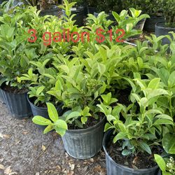 sweet viburnum 3 gallon full and healthy