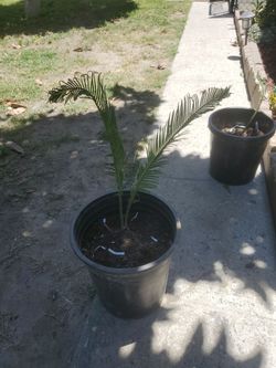 Saga palms