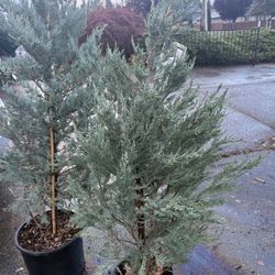 Selling All Together As A Lot  For $175 