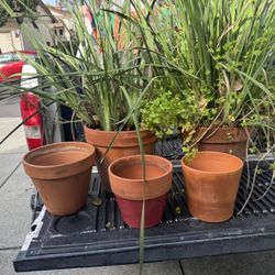 Pots And Plants For Sale $5 In Up?