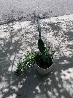 Cactus plant with succulents