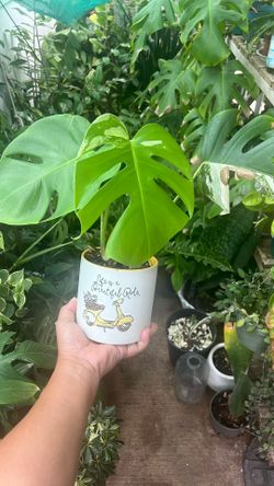 Varigated Monstera Deliciosa