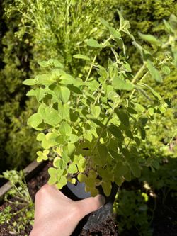 Oregano Plant. Sammamish, Beaver Lake 
