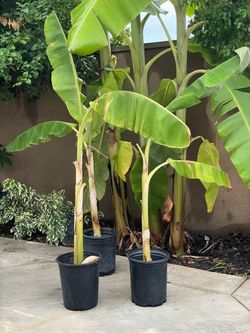 Banana Tree Plants in Black Nursery Pots