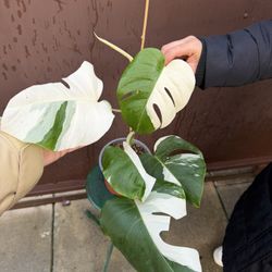 Monstera Albo Half Moon Leaves In 6” Pot New Leaf Unfurling 