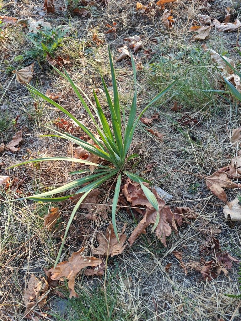 Yucca Plant
