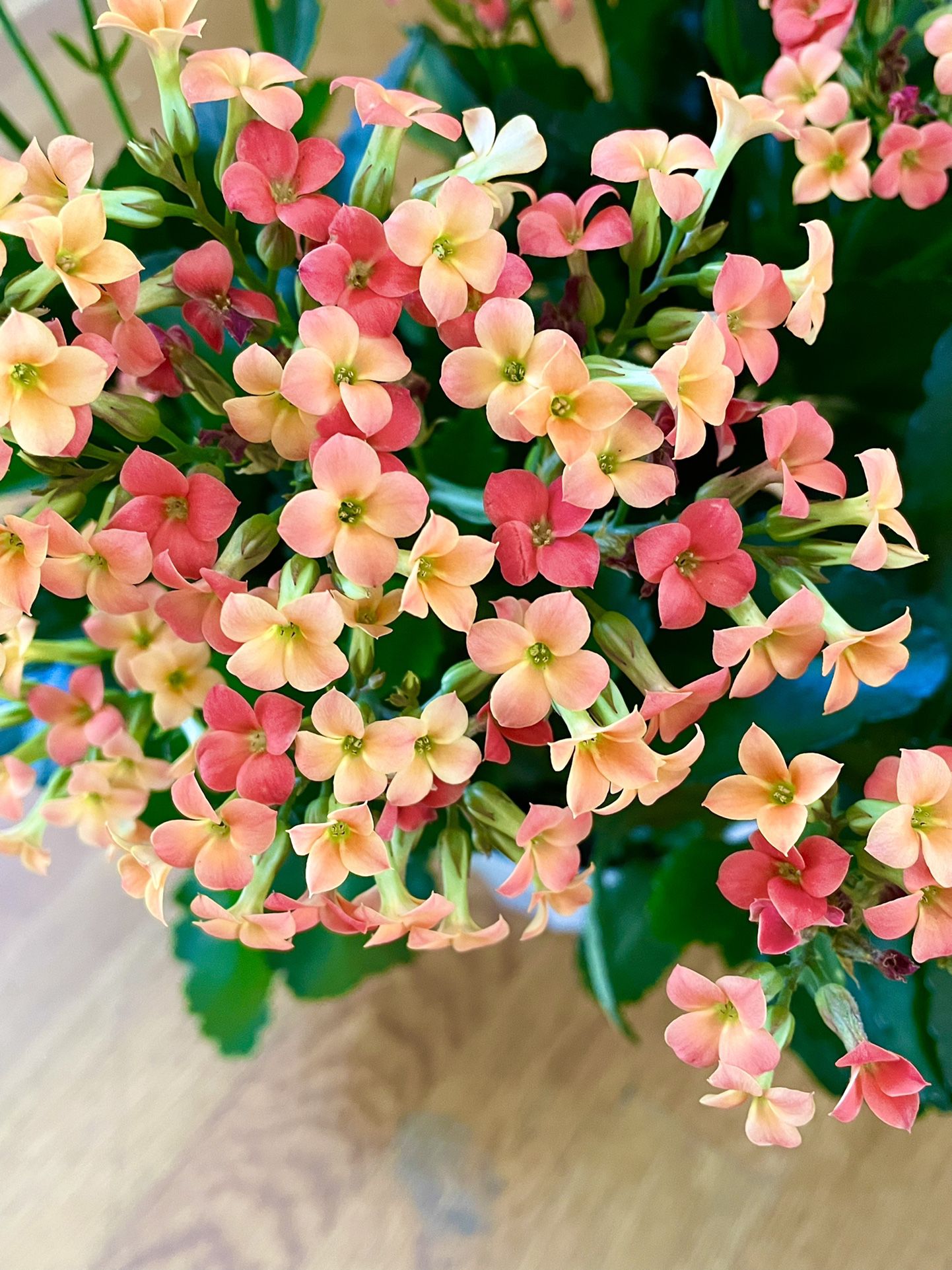 Live Blooming Kalanoche Plant / Free Delivery Available 