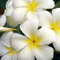 #14A Rooted  White large Plumeria 3' 5gal