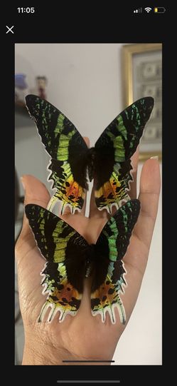 Sunset Moth 