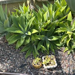Succulents - Agaves