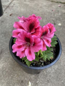 Geranium Washington Plant, In 1 Gallon Pot Pick Up Only