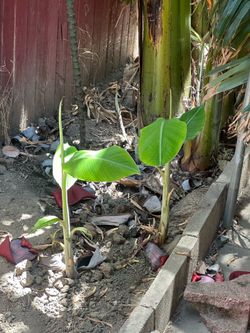 Banana tree