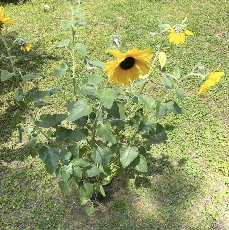 Tall Sunflower Perennial Plants In Decorative Reusable Pot