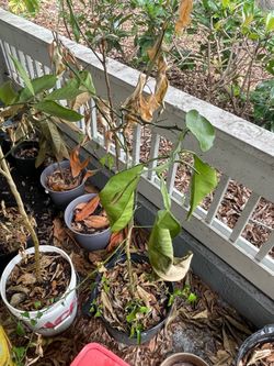 Lemon tree orange tree
