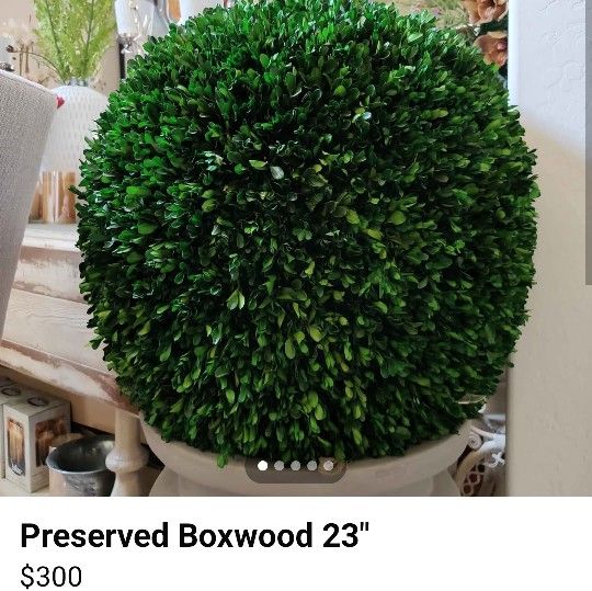 Preserved Boxwood 23"