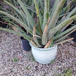 Aloe Vera