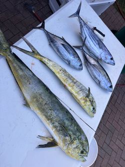 Fresh fish