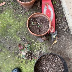 Plant Pot With Soil