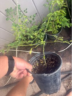 Moringa
