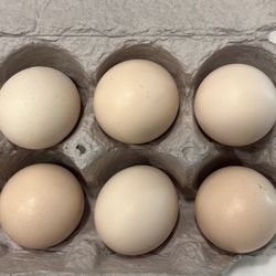 Dozen Silkie Fertile Eggs