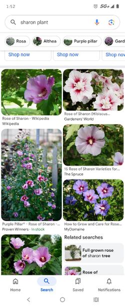 Garden Rose of Sharon